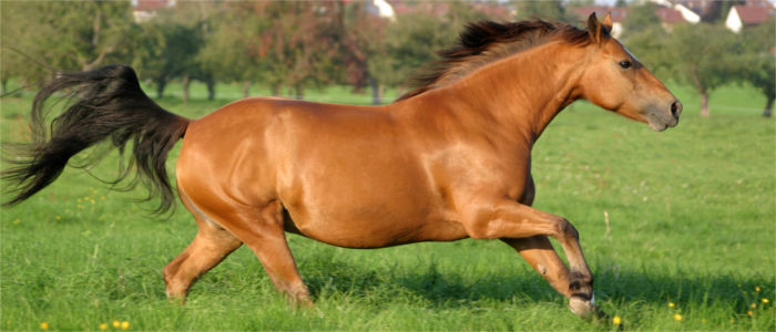 Freiberger Pferde im Kanton Jura