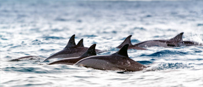 Delfine vor den Seychellen