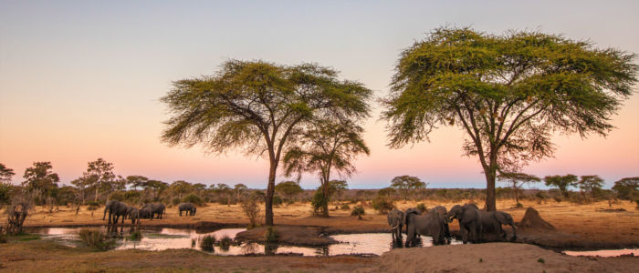 Wilde Tiere versammelt am Wasserloch in Simbabwe