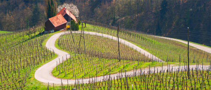 Slowenische Weinbaugebiete Maribor