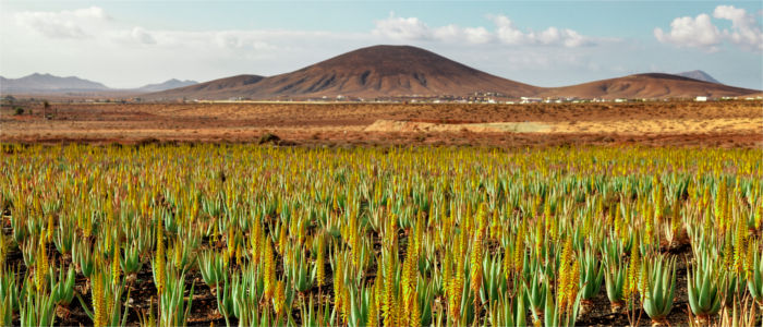 Aloe Vera-Plantage auf Fuerteventura