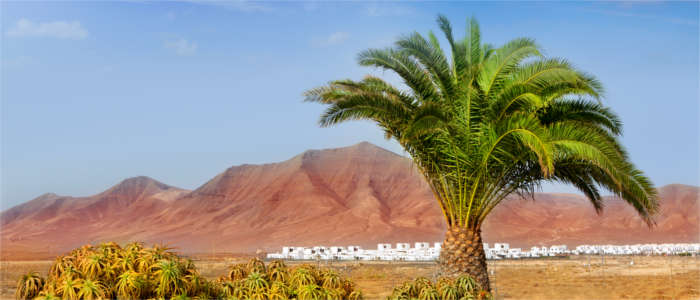 Typische Berg- und Vulkanlandschaft mit Palmen - Lanzarote