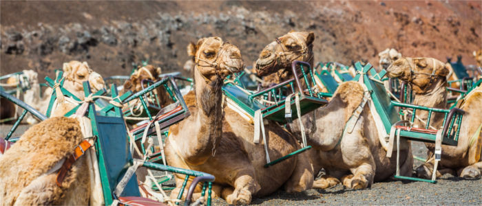 Kamele auf Lanzarote