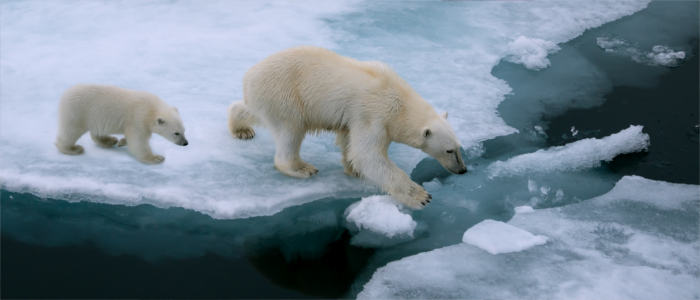 Spitzbergens Eisbären
