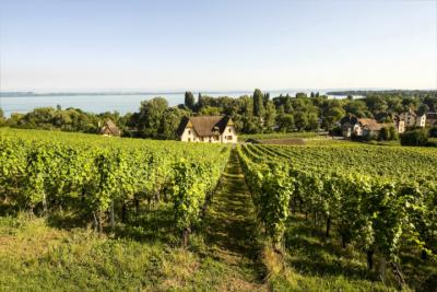 Weinberg im Kanton Neuenburg