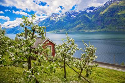 Apfelblüten in Hordaland