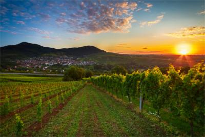 Weinberge in der Pfalz