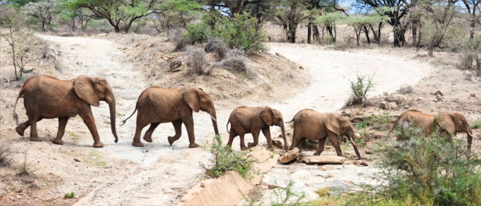 Wilde Elefanten in Südafrika