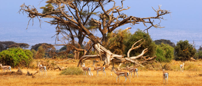 Gazellen in der Wildnis von Südafrika