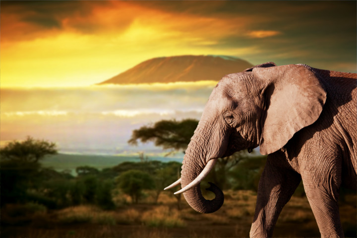 Elefant und Landschaft in Kenia