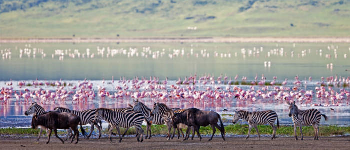 Ngorongoro-Krater und seine Bewohner
