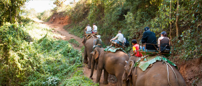 Elefanten-Tracking Touren in Thailand