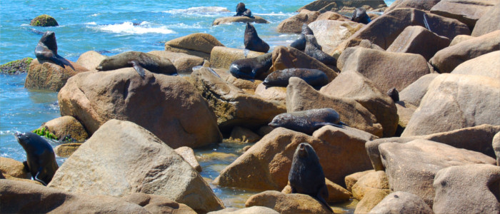 Seelöwenkolonie in Uruguay