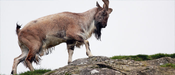 Markhor Ziege in Usbekistan
