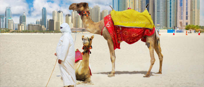 Kamelritt in den Vereinigten Arabischen Emiraten